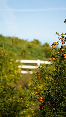 Zava Ranch Organic Tangerines: Freshness from Farm to Table - Image 6