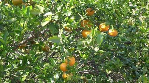 Zava Ranch Organic Tangerines: Freshness from Farm to Table - Image 5