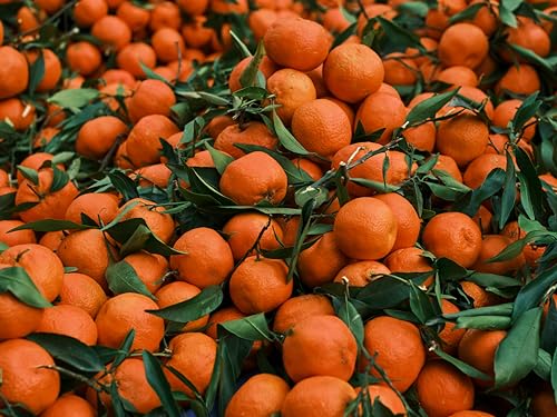 Zava Ranch Organic Tangerines: Freshness from Farm to Table - Image 2