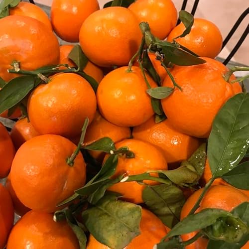 Zava Ranch Organic Tangerines: Freshness from Farm to Table