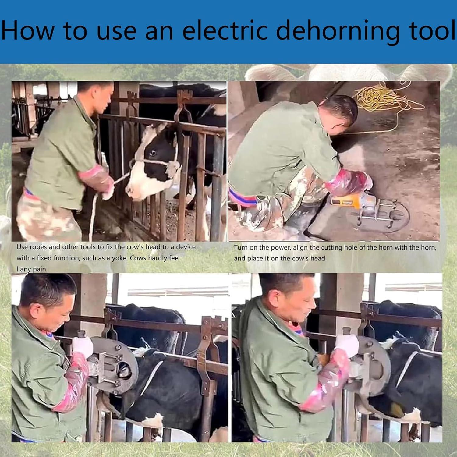 our Review: Beachtiful Electric Dehorner-humane Farm Efficiency