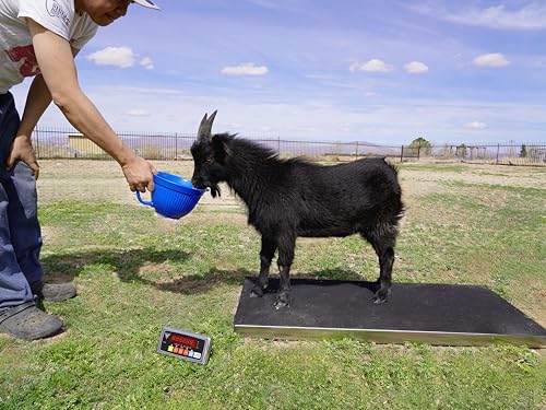 Precision Weighing: PEC Livestock Scale Review for Farmers - Image 3