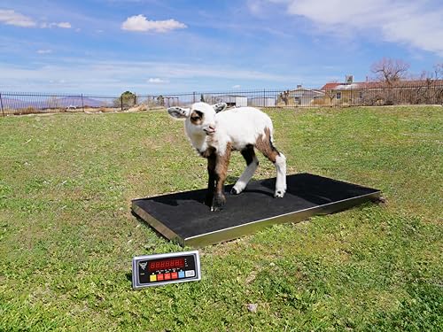 Precision Weighing: PEC Livestock Scale Review for Farmers - Image 8