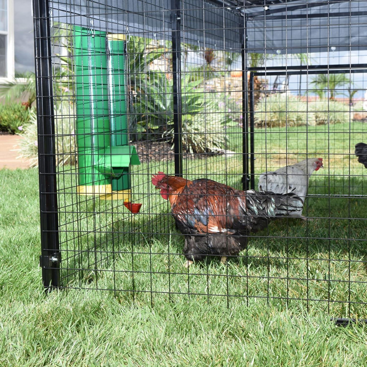Elevating Coop Comfort: Our Review of Rugged Ranch's Hen Feeding System
