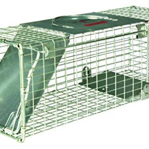 Effortlessly Catch Raccoons: Little Giant Live Animal Trap Review